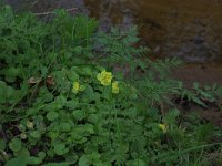 NL, Drenthe, Aa en Hunze, De Burgvallen 21, Saxifraga-Hans Boll