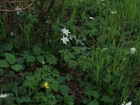 NL, Drenthe, Aa en Hunze, De Burgvallen 25, Saxifraga-Hans Boll