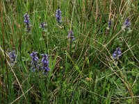 NL, Drenthe, Aa en Hunze, De Heest 15, Saxifraga-Hans Boll