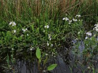 NL, Drenthe, Aa en Hunze, De Heest 16, Saxifraga-Hans Boll