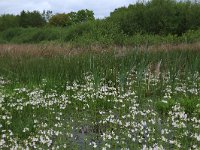 NL, Drenthe, Aa en Hunze, De Heest 2, Saxifraga-Hans Boll