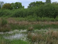 NL, Drenthe, Aa en Hunze, De Heest 21, Saxifraga-Hans Boll