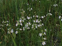 NL, Drenthe, Aa en Hunze, De Heest 4, Saxifraga-Hans Boll