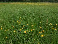 NL, Drenthe, Aa en Hunze, De Westerlanden 11, Saxifraga-Hans Boll