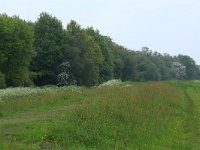 NL, Drenthe, Aa en Hunze, De Westerlanden 5, Saxifraga-Hans Boll