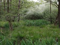 NL, Drenthe, Aa en Hunze, Deurzerdiep 102, Saxifraga-Hans Boll