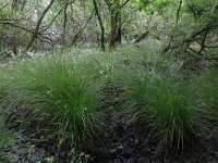 NL, Drenthe, Aa en Hunze, Deurzerdiep 103, Saxifraga-Hans Boll