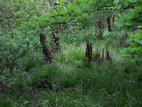 NL, Drenthe, Aa en Hunze, Deurzerdiep 106, Saxifraga-Hans Boll