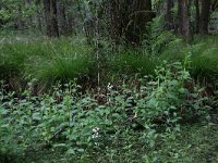 NL, Drenthe, Aa en Hunze, Deurzerdiep 108, Saxifraga-Hans Boll