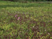 NL, Drenthe, Aa en Hunze, Deurzerdiep 84, Saxifraga-Hans Boll