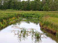 NL, Drenthe, Aa en Hunze, Deurzerdiep 90, Saxifraga-Hans Boll