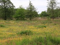 NL, Drenthe, Aa en Hunze, Deurzerdiep 94, Saxifraga-Hans Boll