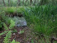 NL, Drenthe, Aa en Hunze, Deurzerdiep 97, Saxifraga-Hans Boll