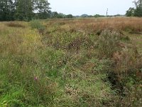 NL, Drenthe, Aa en Hunze, Drentsche Aa 123, Saxifraga-Hans Boll