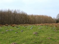 NL, Drenthe, Aa en Hunze, Drentsche Aa 17, Saxifraga-Hans Boll