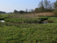 NL, Drenthe, Aa en Hunze, Drentsche Aa 25, Saxifraga-Hans Boll