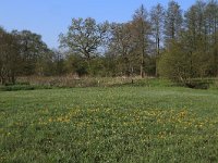 NL, Drenthe, Aa en Hunze, Drentsche Aa 29, Saxifraga-Hans Boll