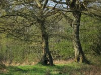 NL, Drenthe, Aa en Hunze, Drentsche Aa 42, Saxifraga-Hans Boll