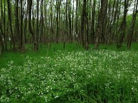 NL, Drenthe, Aa en Hunze, Drentsche Aa 50, Saxifraga-Hans Boll