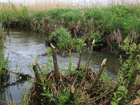 NL, Drenthe, Aa en Hunze, Drentsche Aa 56, Saxifraga-Hans Boll