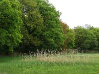 NL, Drenthe, Aa en Hunze, Drentsche Aa 66, Saxifraga-Hans Boll