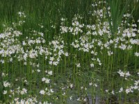 NL, Drenthe, Aa en Hunze, Drentsche Aa 90, Saxifraga-Hans Boll