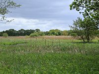 NL, Drenthe, Aa en Hunze, Drentsche Aa 92, Saxifraga-Hans Boll