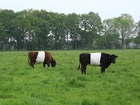 NL, Drenthe, Aa en Hunze, Drentsche Aa 94, Saxifraga-Hans Boll