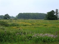 NL, Drenthe, Aa en Hunze, Drentsche Aa 95, Saxifraga-Hans Boll