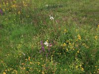 NL, Drenthe, Aa en Hunze, Eexterveld 101, Saxifraga-Hans Boll