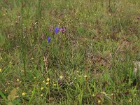 NL, Drenthe, Aa en Hunze, Eexterveld 106, Saxifraga-Hans Boll