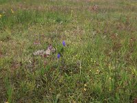 NL, Drenthe, Aa en Hunze, Eexterveld 108, Saxifraga-Hans Boll