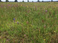 NL, Drenthe, Aa en Hunze, Eexterveld 109, Saxifraga-Hans Boll