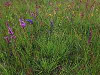 NL, Drenthe, Aa en Hunze, Eexterveld 110, Saxifraga-Hans Boll