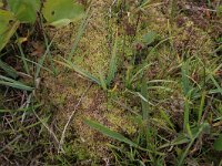 NL, Drenthe, Aa en Hunze, Eexterveld 130, Saxifraga-Hans Boll