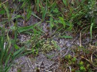 NL, Drenthe, Aa en Hunze, Eexterveld 137, Saxifraga-Hans Boll