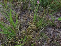 NL, Drenthe, Aa en Hunze, Eexterveld 138, Saxifraga-Hans Boll