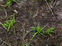 NL, Drenthe, Aa en Hunze, Eexterveld 142, Saxifraga-Hans Boll