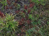 NL, Drenthe, Aa en Hunze, Eexterveld 157, Saxifraga-Hans Boll