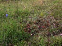 NL, Drenthe, Aa en Hunze, Eexterveld 35, Saxifraga-Hans Boll