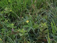 NL, Drenthe, Aa en Hunze, Eexterveld 38, Saxifraga-Hans Boll