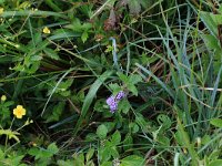 NL, Drenthe, Aa en Hunze, Eexterveld 39, Saxifraga-Hans Boll