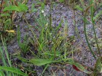 NL, Drenthe, Aa en Hunze, Eexterveld 4, Saxifraga-Hans Boll