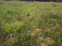 NL, Drenthe, Aa en Hunze, Eexterveld 42, Saxifraga-Hans Boll