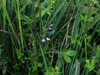 NL, Drenthe, Aa en Hunze, Eexterveld 49, Saxifraga-Hans Boll