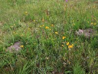 NL, Drenthe, Aa en Hunze, Eexterveld 6, Saxifraga-Hans Boll