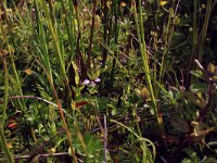 NL, Drenthe, Aa en Hunze, Eexterveld 60, Saxifraga-Hans Boll