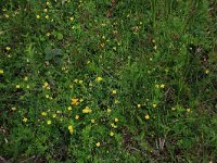 NL, Drenthe, Aa en Hunze, Eexterveld 83, Saxifraga-Hans Boll