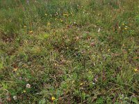 NL, Drenthe, Aa en Hunze, Eexterveld 95, Saxifraga-Hans Boll