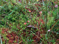 NL, Drenthe, Aa en Hunze, Gasterense duinen 18, Saxifraga-Hans Boll